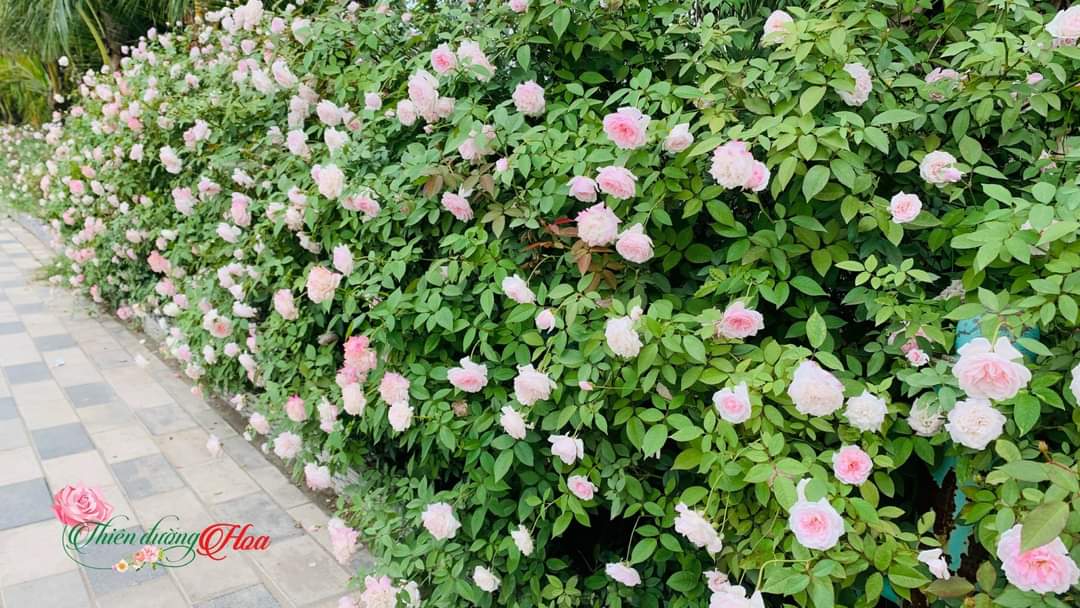 Những Nền Tảng Cho Sự Phát Triển Bền Vững Của Cây Hoa Hồng